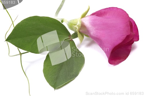 Image of bean. flower