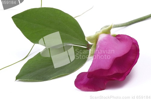 Image of bean. flower