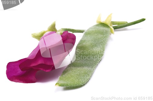 Image of bean. flower