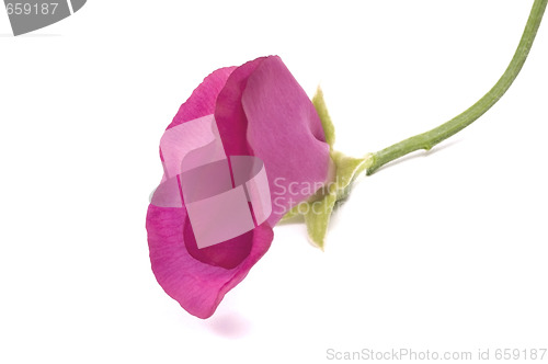 Image of bean. flower