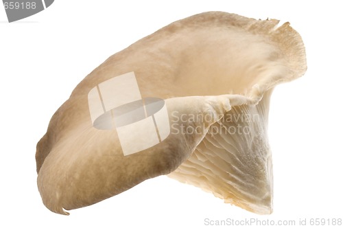 Image of mushroom