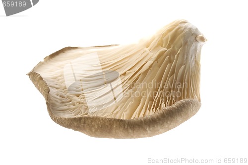 Image of mushroom