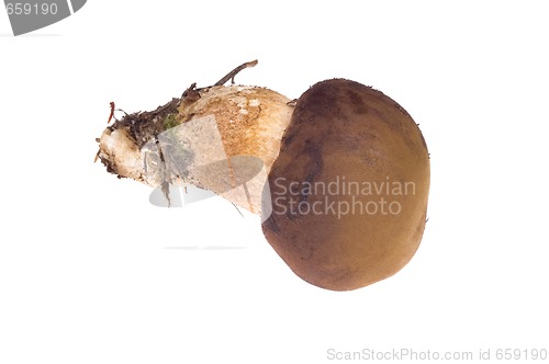 Image of wild mushroom. isolated