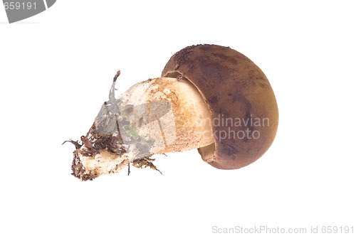 Image of wild mushroom. isolated