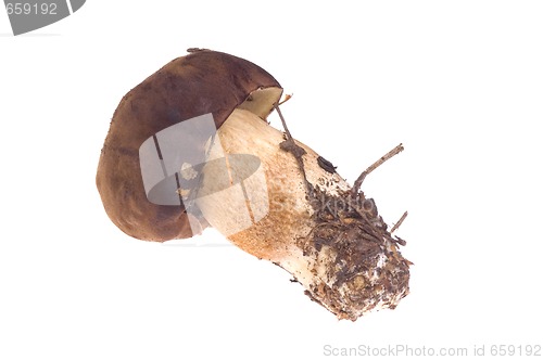 Image of wild mushroom. isolated