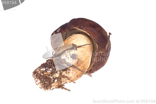 Image of wild mushroom. isolated