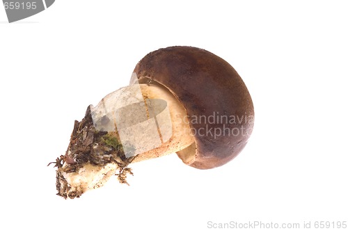 Image of wild mushroom. isolated