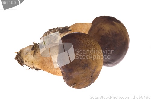 Image of wild mushroom. isolated