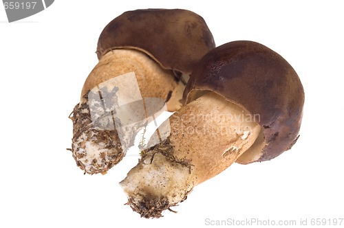 Image of wild mushroom. isolated