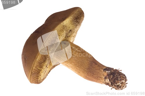 Image of wild mushroom. isolated