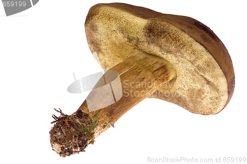 Image of wild mushroom. isolated