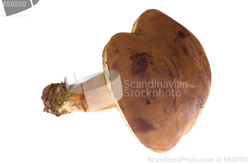 Image of wild mushroom. isolated