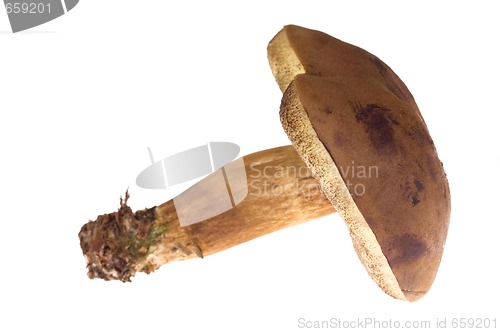 Image of wild mushroom. isolated