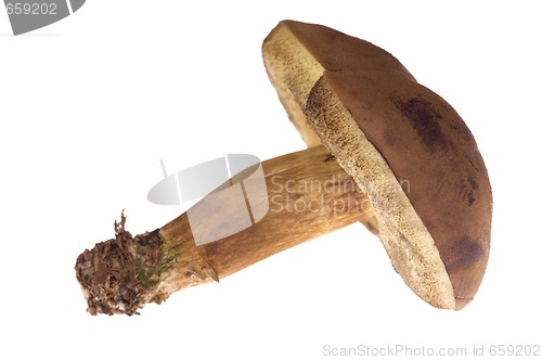 Image of wild mushroom. isolated