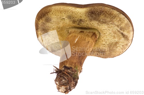 Image of wild mushroom. isolated