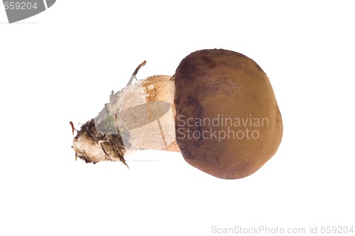 Image of wild mushroom. isolated