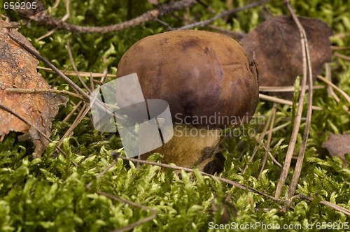 Image of wild mushroom in the moss