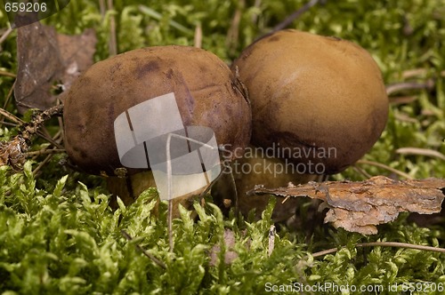 Image of wild mushroom in the moss