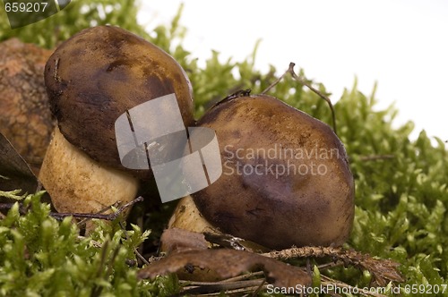 Image of wild mushroom in the moss