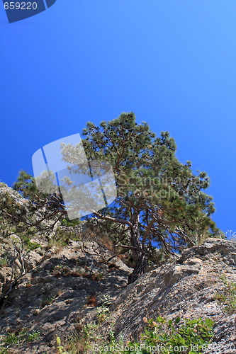 Image of Pine on the rock