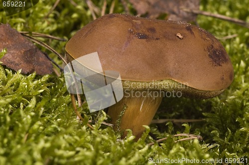 Image of wild mushroom in the moss