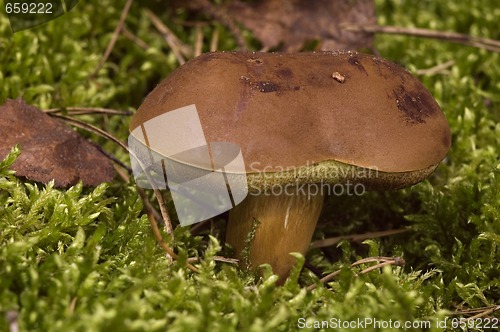 Image of wild mushroom in the moss