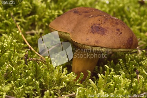 Image of wild mushroom in the moss