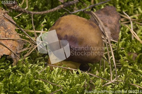 Image of wild mushroom in the moss