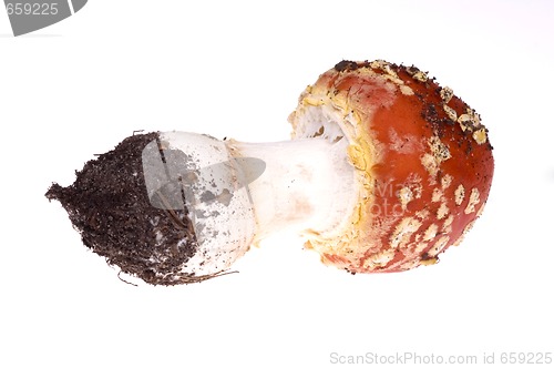 Image of wild mushroom. isolated