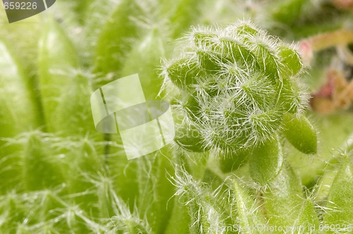 Image of cactus. detail