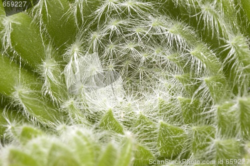 Image of cactus. detail