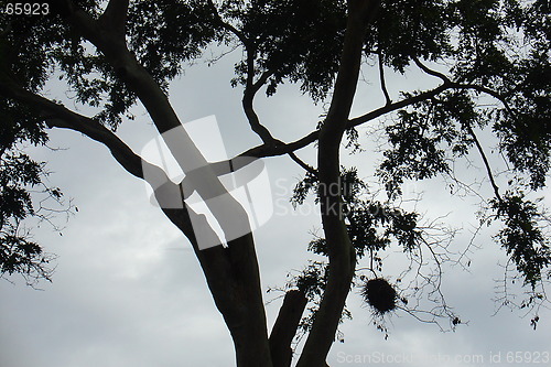 Image of tree in silhouette