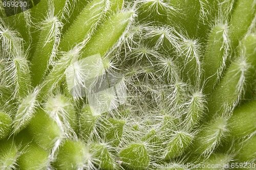 Image of cactus. detail