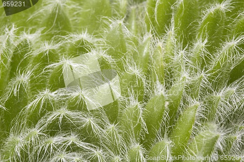 Image of cactus. detail