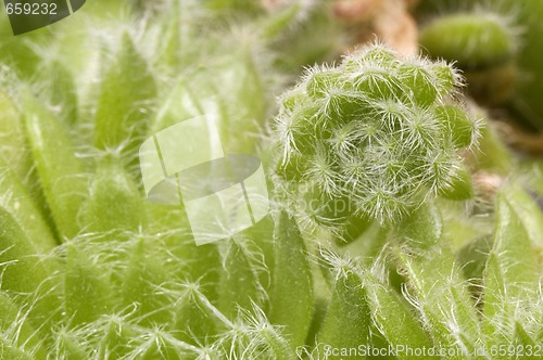 Image of cactus. detail