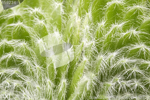 Image of cactus. detail