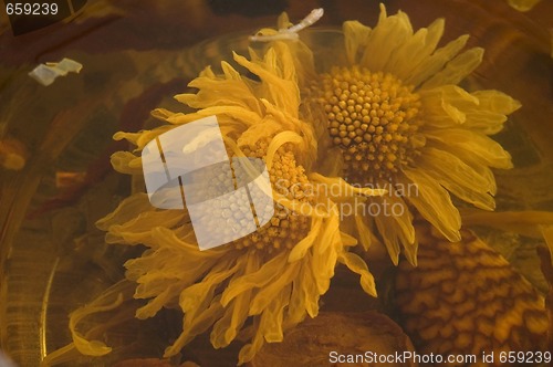 Image of tea. fruits and flowers.