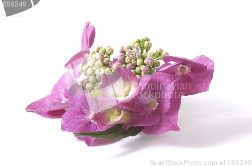 Image of purple hydrangea