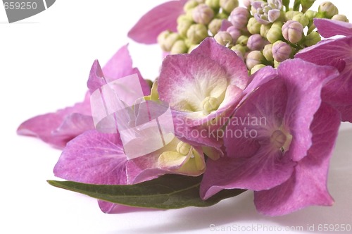 Image of purple hydrangea