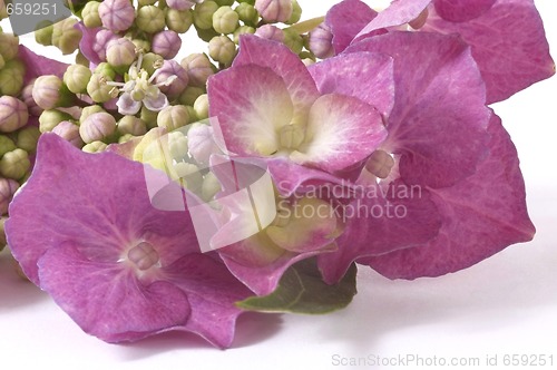 Image of purple hydrangea