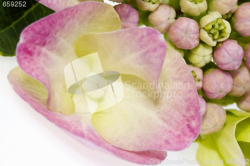 Image of purple hydrangea