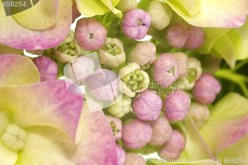 Image of purple hydrangea