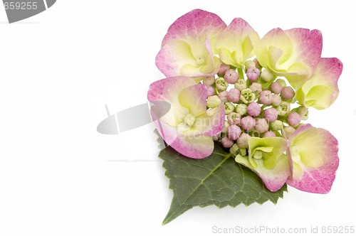 Image of purple hydrangea