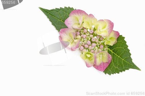 Image of purple hydrangea