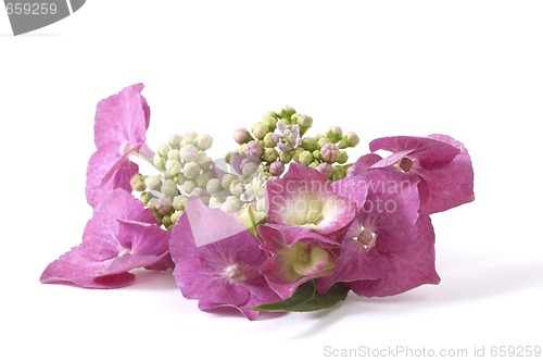 Image of purple hydrangea