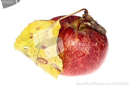 Image of isolated paradise. red apple on the branch