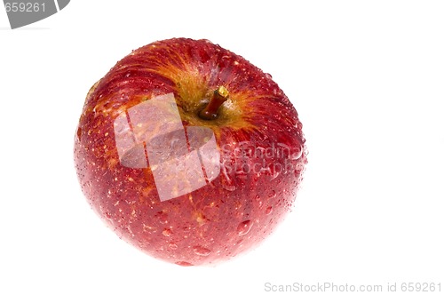 Image of isolated paradise. red apple on the branch