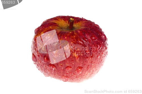 Image of isolated paradise. red apple on the branch