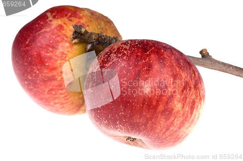 Image of isolated paradise. red apple on the branch