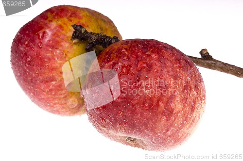 Image of isolated paradise. red apple on the branch